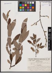 Salix aurita L. x Salix silesiaca Willd.